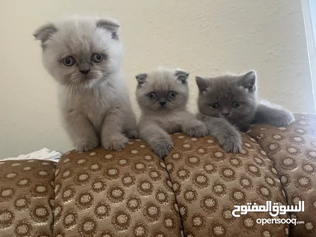 سكوتش فولد حبه صغيره مميزة