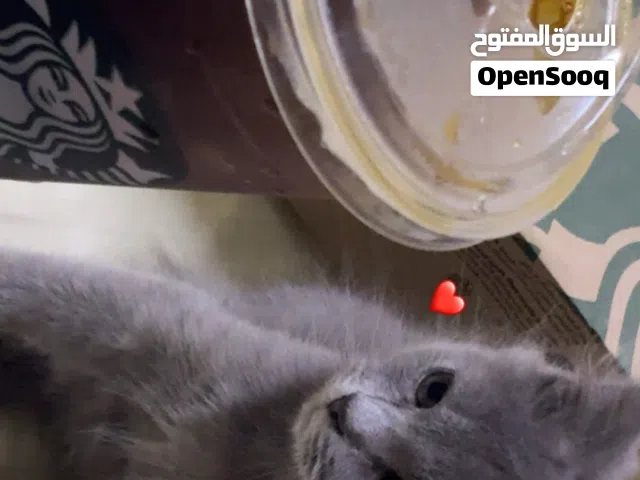قط سكوتش ب17