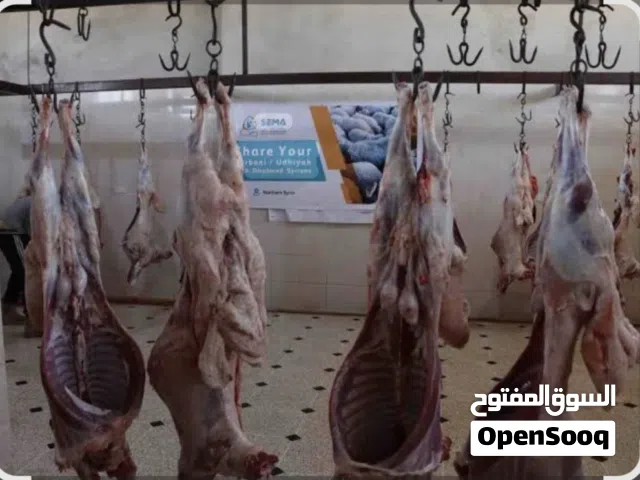 جزاره الاضاحي