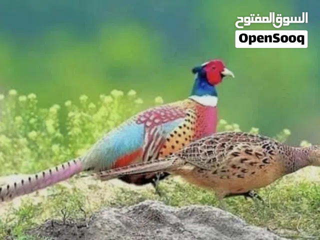 فزن للبيع.