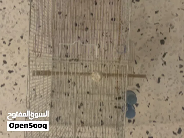 قفص عصافير حجم كبير :يمشي - بقلينو- زيبرا- بركديلو-كناري- كوكتيل- حمام . وجميع الطيور الي بنفس الحجم
