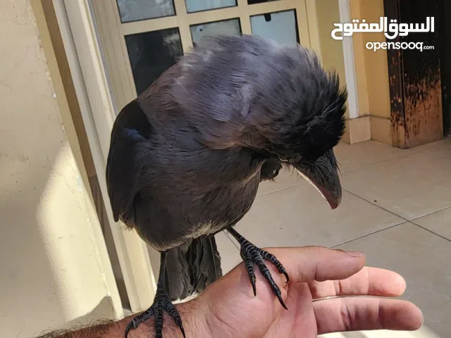 للبيع غراب أليف العمر شهرين متعود تنادي يجيك