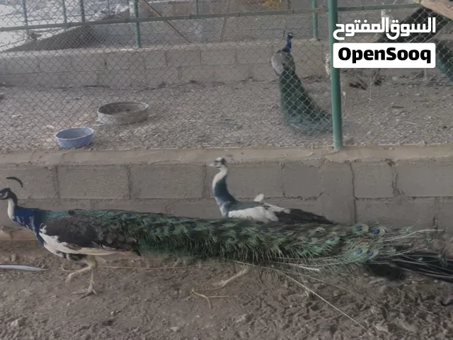 ازواج طاؤوس للبيع الوان مميزه و منتجه  وحاضنه للبيض