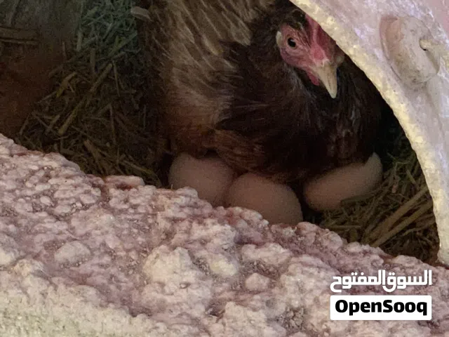 دجاج عماني بياض