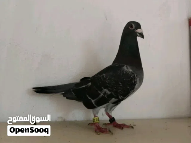 طير كويتي السعر 35
