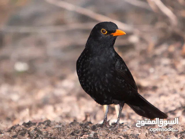 افراخ. شحروور من النوادر وفراخ بلابل عراقيه ترباي