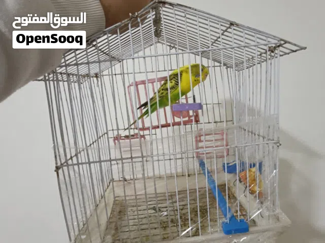 طيره حب باجي استرالي مع القفص