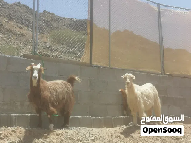 للبيع غنم حلال جاموديات
