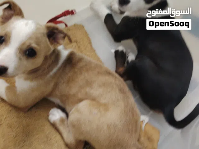مكس مالتيز و شيواو