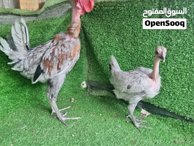 السلام عليكم متاح ديج ودجاجه ابو ركيبه رصاصي ملقحات زيتي ديج  خمس تشهر ودجاجه ازيد من تلث اشهر س 45
