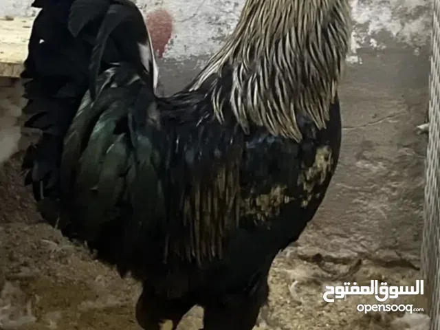 للبيع ديك براهما