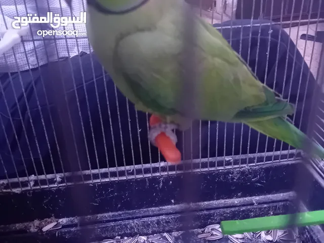 للبدل على كنارات او للبيع