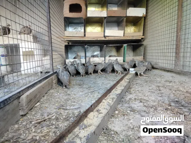 صيصان شنار أو الحجل للبيع