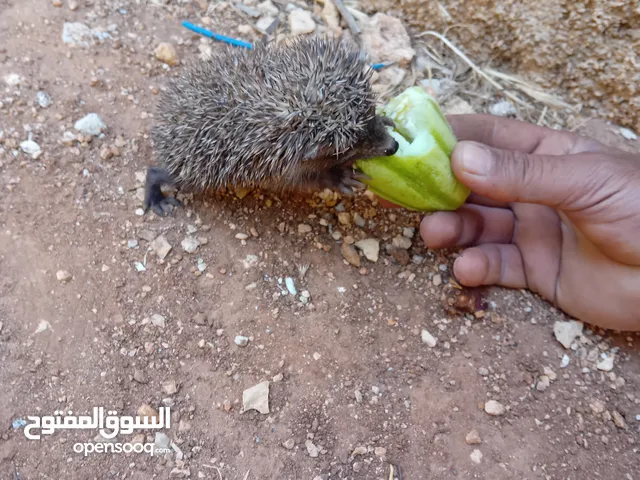 قنفذ للبيع