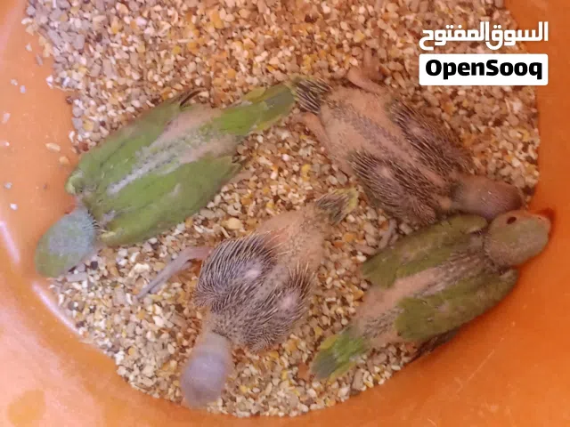 بغبغاء اللون الاخضر