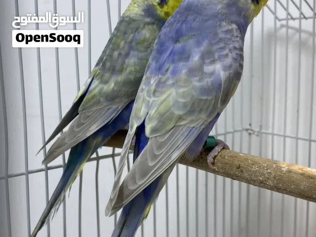 زوز كوبيات رينبو وصف وصبغه ودم ربي يبارك يلي يبي ايربي حاجه امنظمه