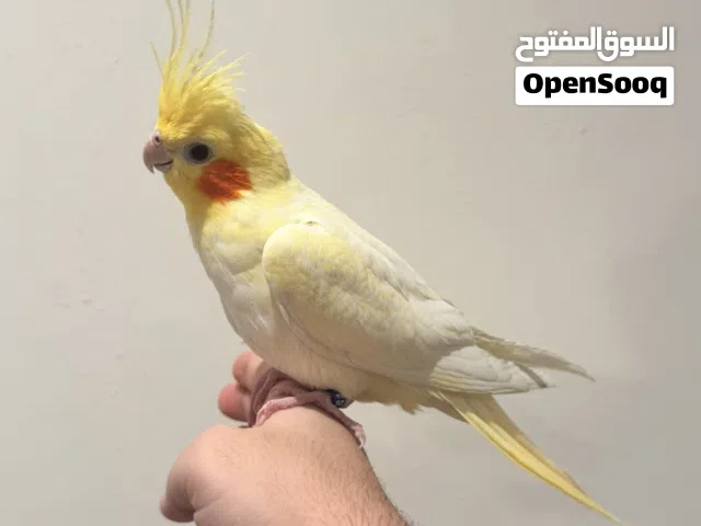 للبيع كروان لاتينو