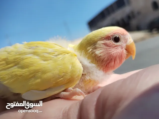 فراخ روز لاتينو عين حمرة مع هدية سريلاك وسرنجة للزق اليدوي فرخ كوكتيل فيشر كاسكو حب جنة درة ببغاء