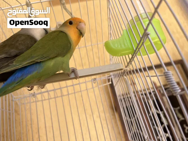 اقرأ الوصف كوبيه ربي يبارك