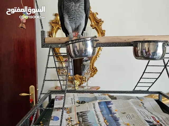 African grey parrot/كاسكو