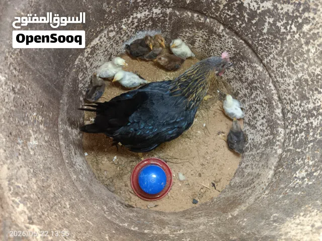 دجاجة عربية غليضه امفلسة