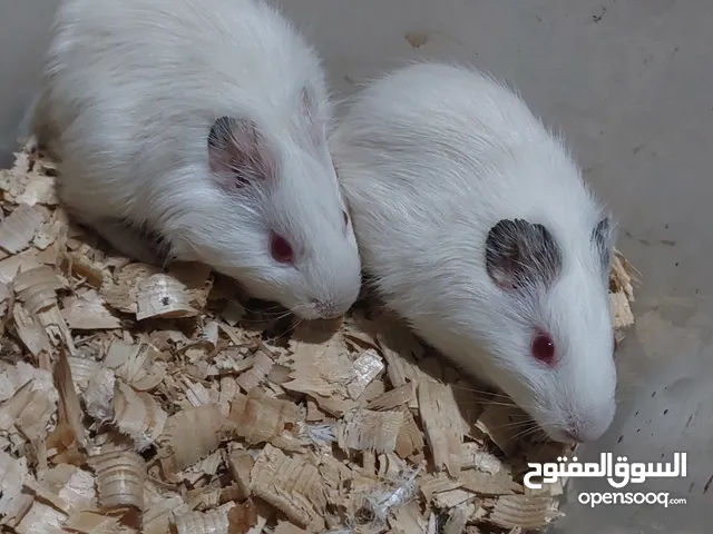 وبر صغار للبيع