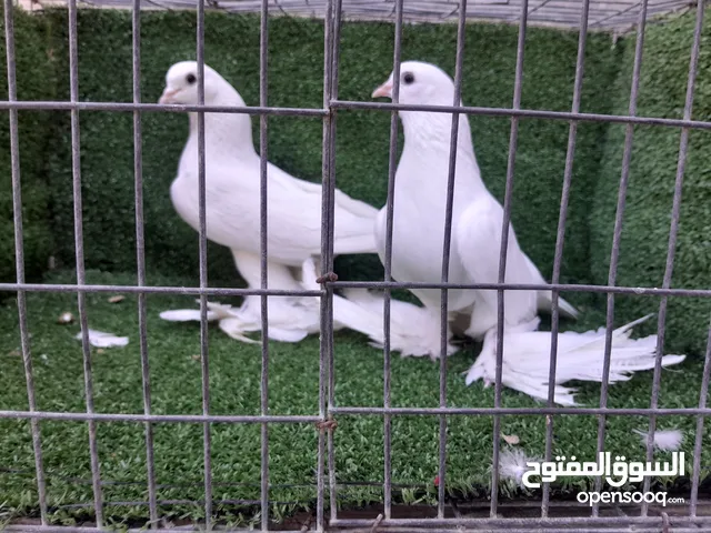 السلام عليكم ورحمة الله وبركاته متح 2كوبيه هزاز الله يبارك البيع مصوقرات المكان زليتن البيع