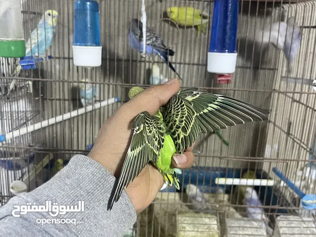 لا تتفرج علا الصور رن علي ببعتلك خاص الكمية متوفرة