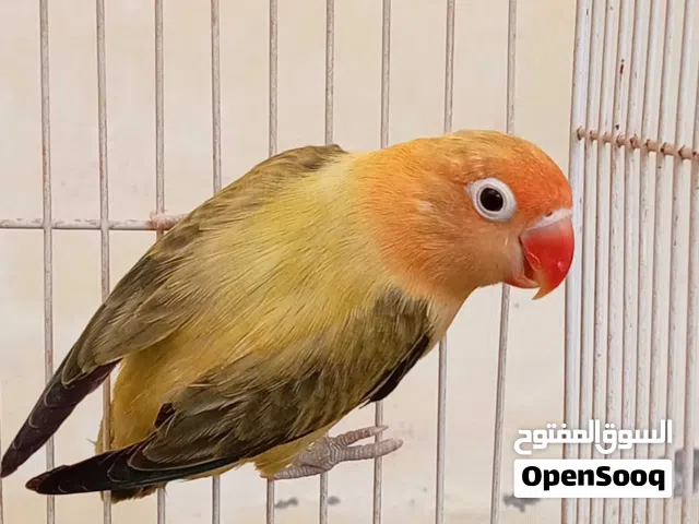 فيشر للبيع