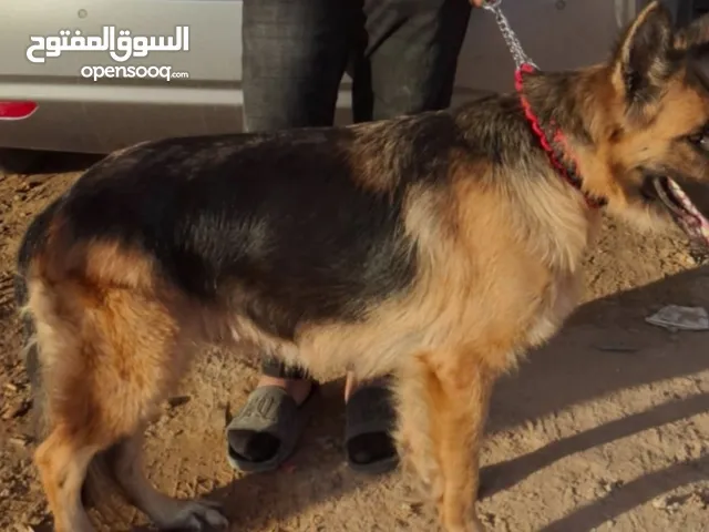 نتايا جيرمن ربي يبارك