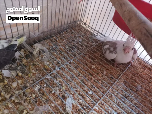 اربع-كوكتيل 2 نادرين بسعر 100 دينار كامل