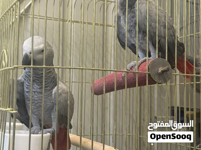 للبيع زوج كاسكو