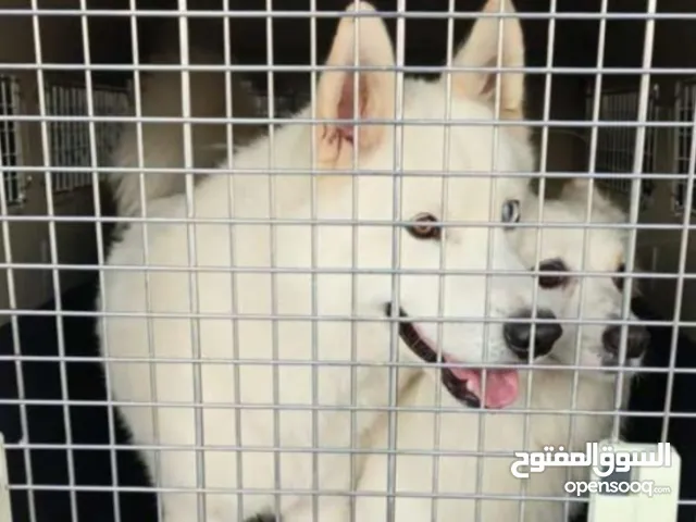 زوجين  هاسكي ........'