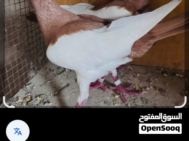 حمام للبيع