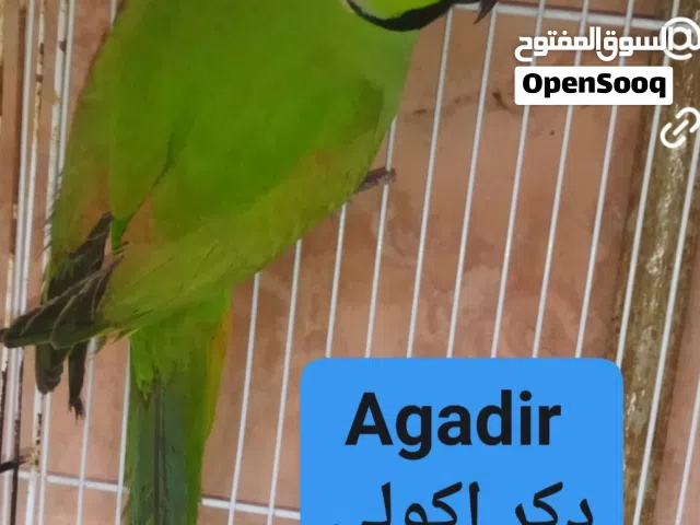 بيروش اكولي كبير بصحه جيده