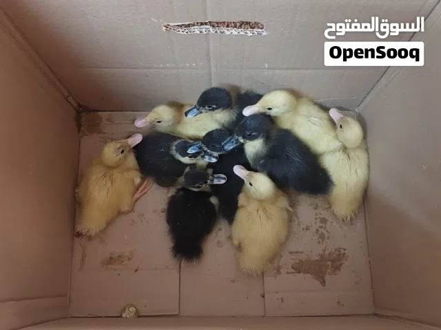صيصان بط 10 حبات