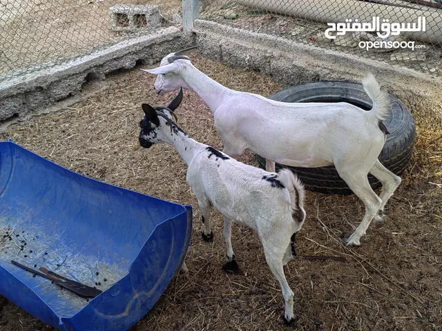 للبيع صخلات