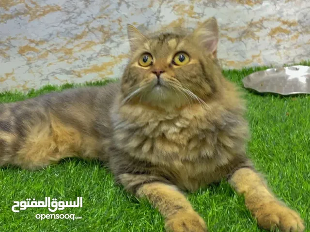 قط شيرازي بيور للبيع العمر 10 شهور