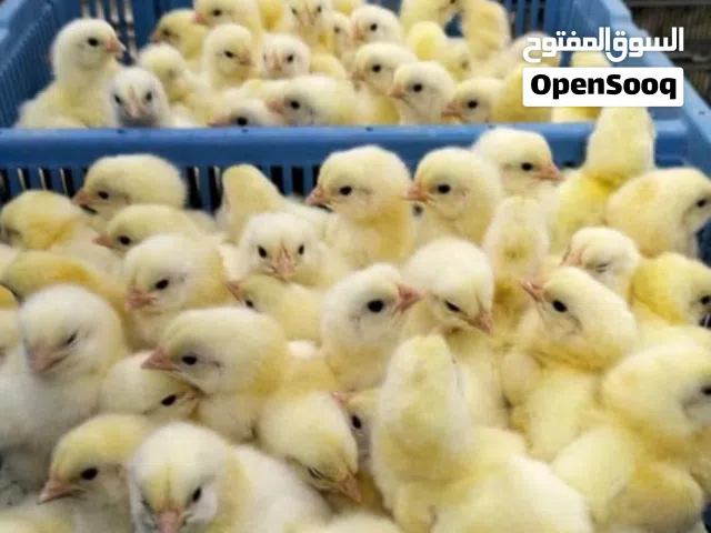 صيصان هندي لاحم للبيع