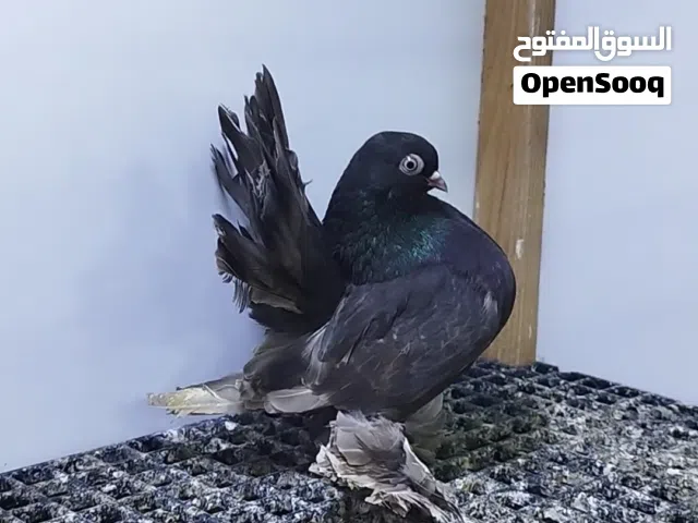 ربي يبارك انتي روسي مضغوطه كيف دحت فتوح سعرها 450