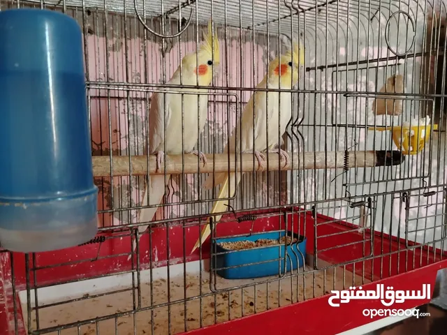 جوز كوكتيل لاتينو