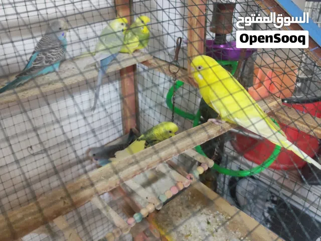 طيور الحب مكان البصره