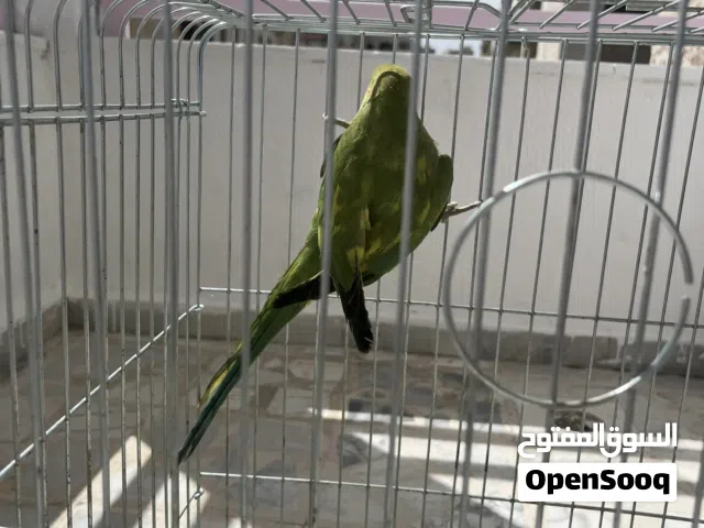 ببغاء درة اليف و متكلم