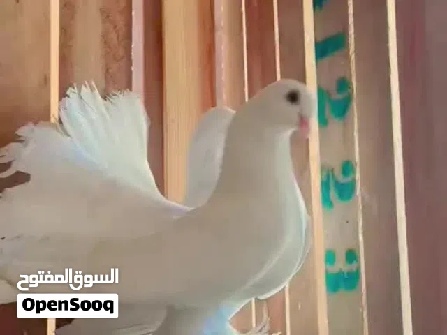 جوز روسي تحته دحي للبيع