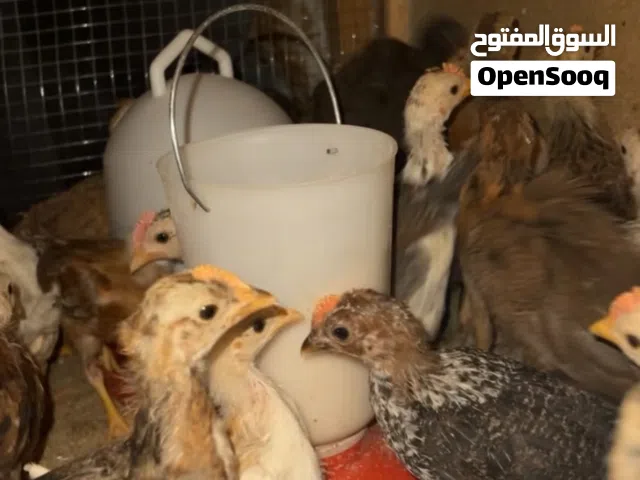 دجاج عربي قديم