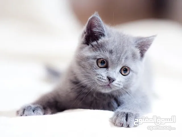 Chat bébé gris