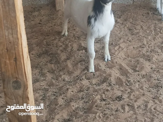 جدي قزم تحفه