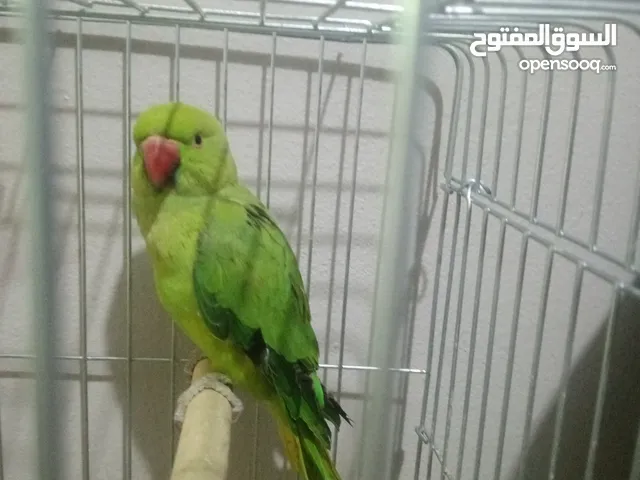 عصفور دراة