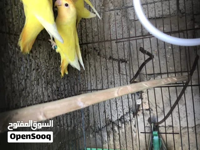 تلات طروف عصفور اورنج حجم جامبو