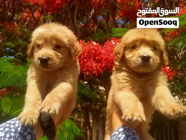 جولدن بيور